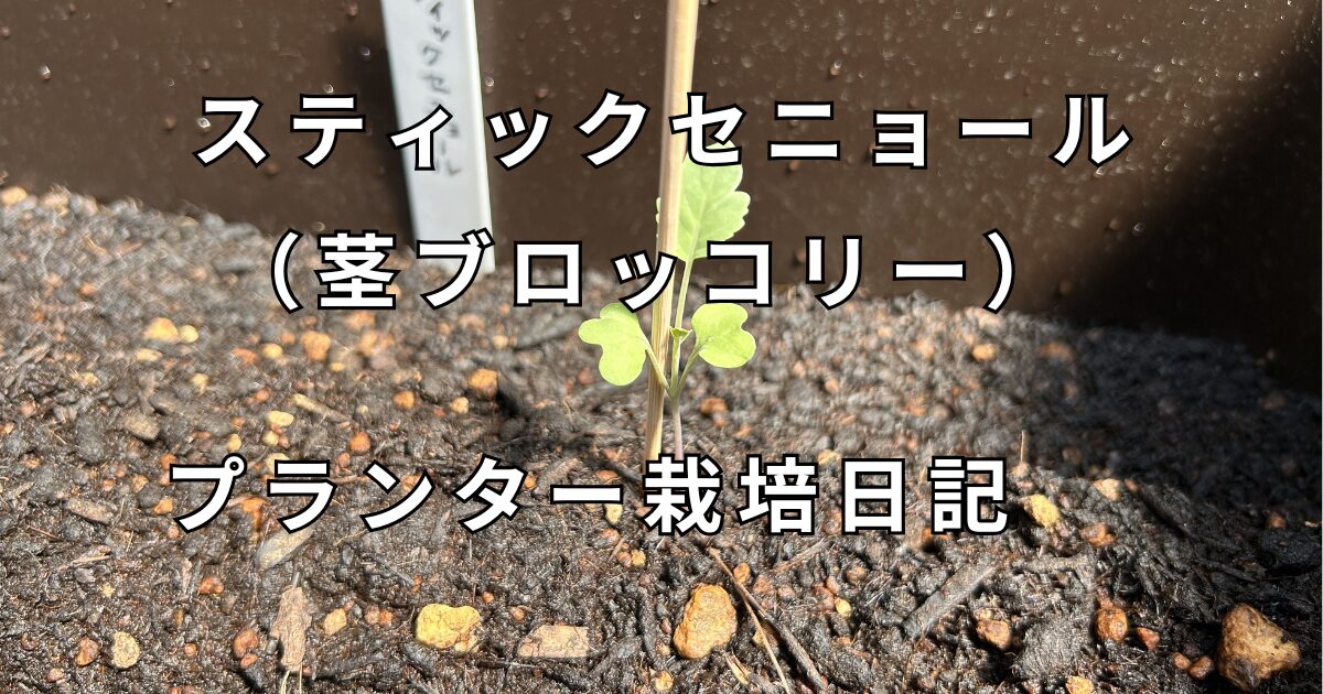 茎ブロッコリー栽培日記　サムネイル