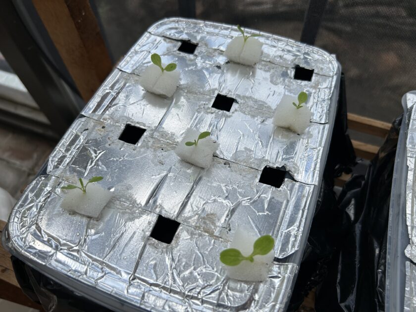 リーフレタスの水耕栽培