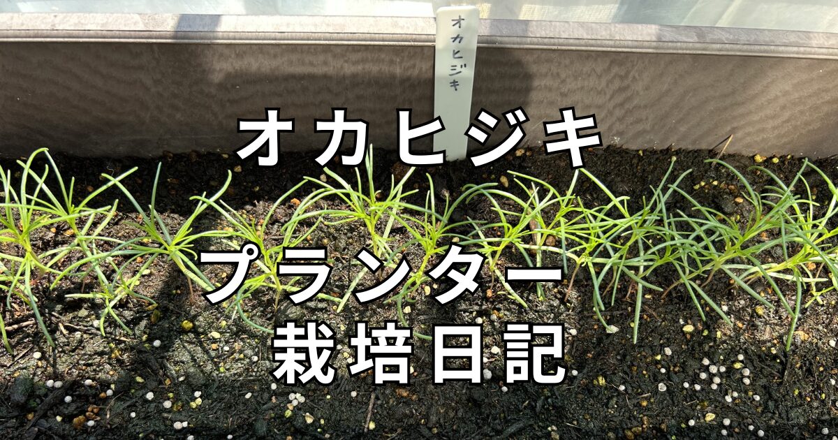 オカヒジキ　栽培日記　サムネイル