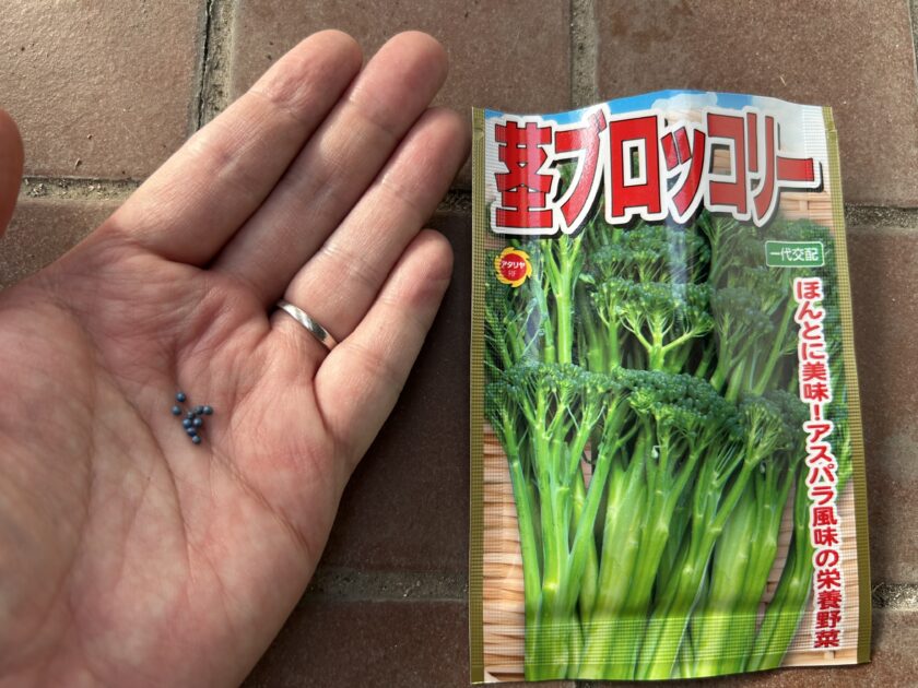 茎ブロッコリーの種まき