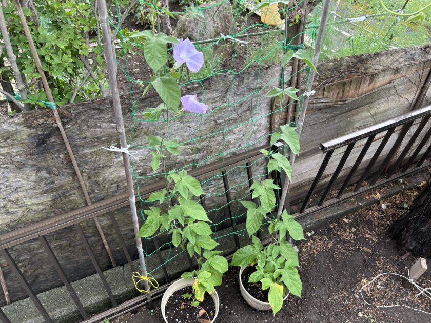 アサガオの花