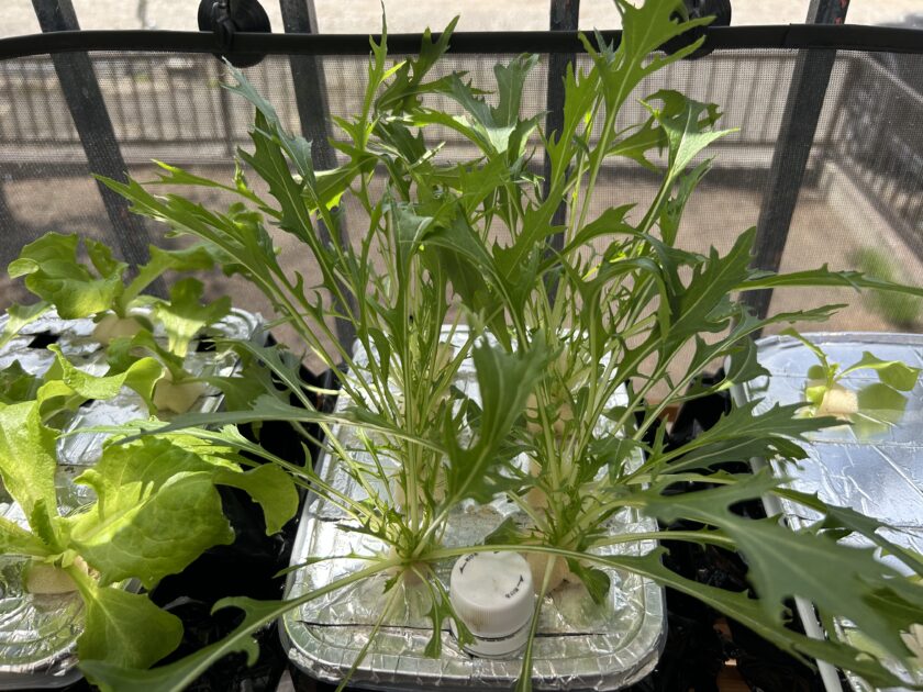 水菜の成長