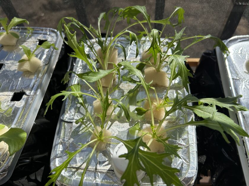 水菜の成長