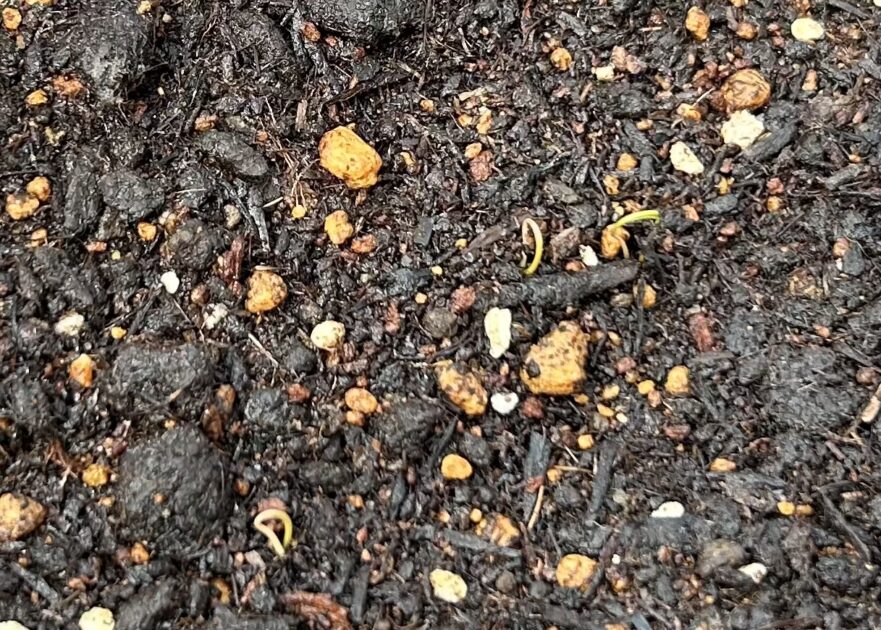 オカヒジキの芽