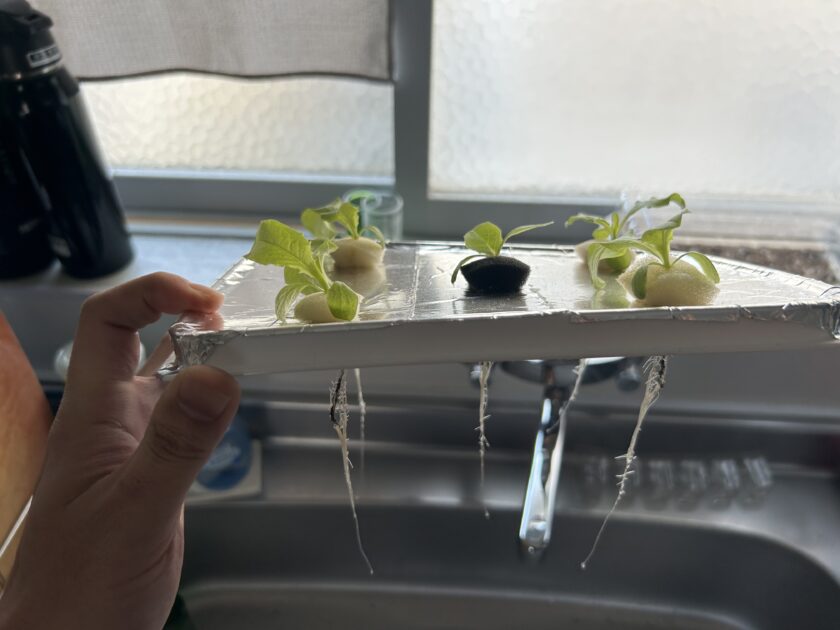 サンチュの水耕栽培