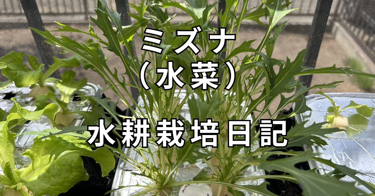 水菜　水耕栽培日記　サムネイル