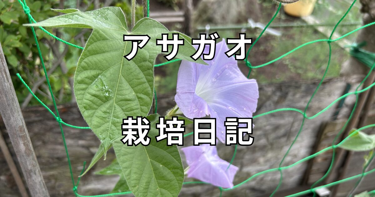 アサガオ栽培日記　サムネイル
