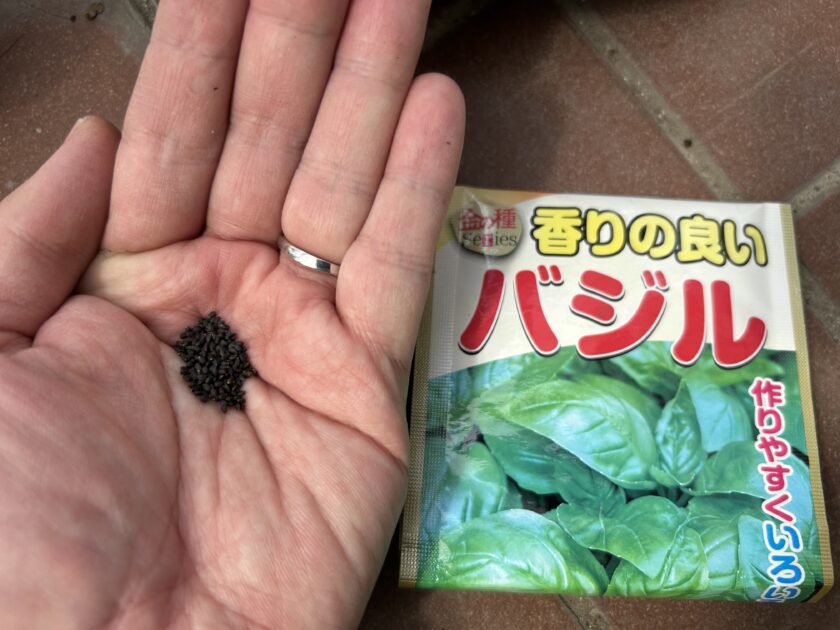 バジル　種