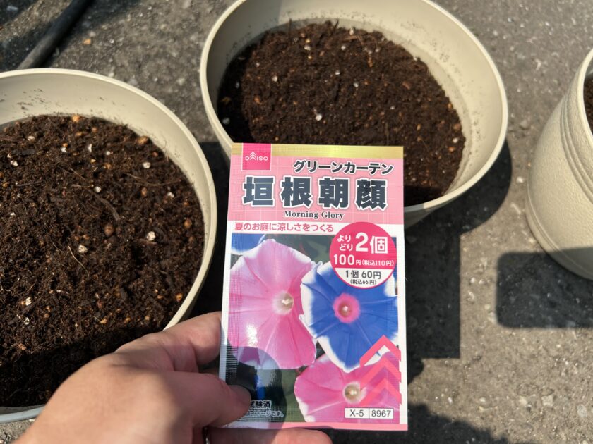アサガオの種まき