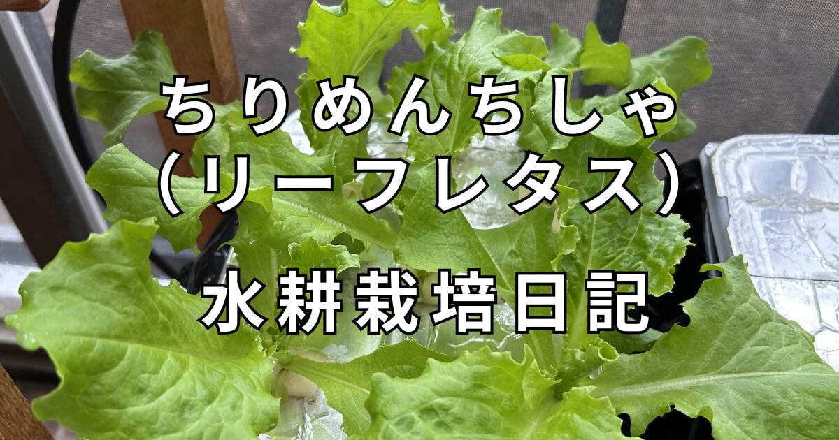 リーフレタス水耕栽培日記　サムネイル