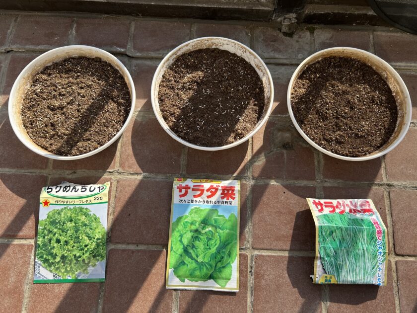 野菜の種まき