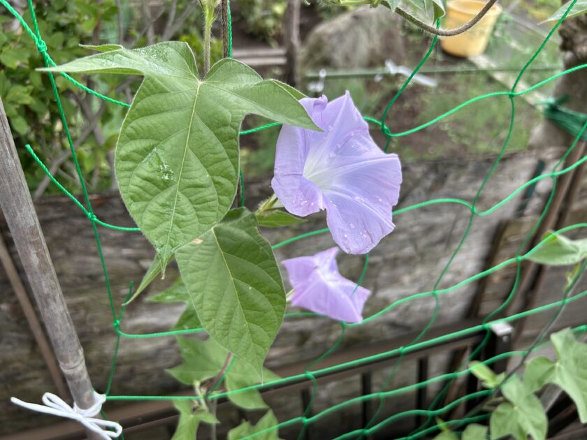 アサガオの花