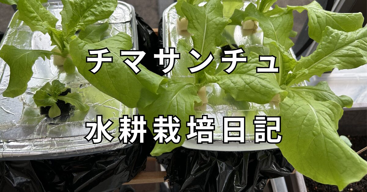 サンチュ　水耕栽培日記　サムネイル