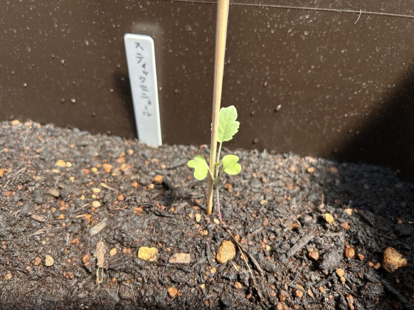 茎ブロッコリーの成長