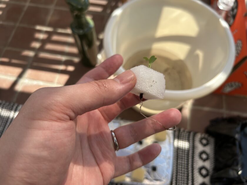 水耕栽培開始