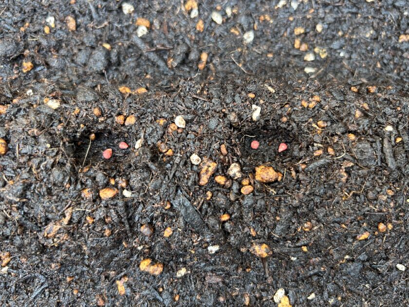ホウレンソウの種まき