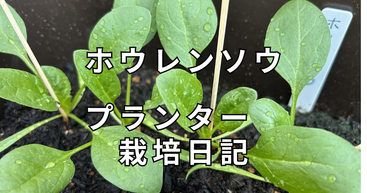 ホウレンソウ　栽培日記　サムネイル