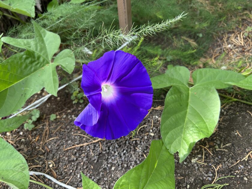 アサガオの花