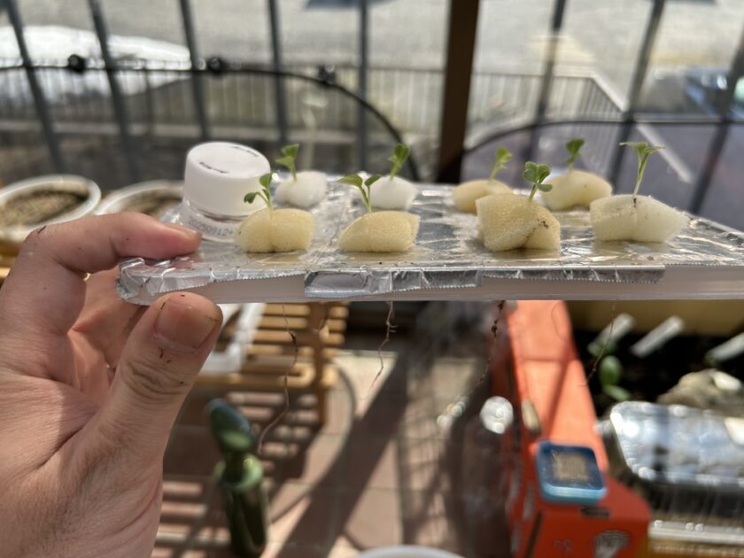 水耕栽培開始