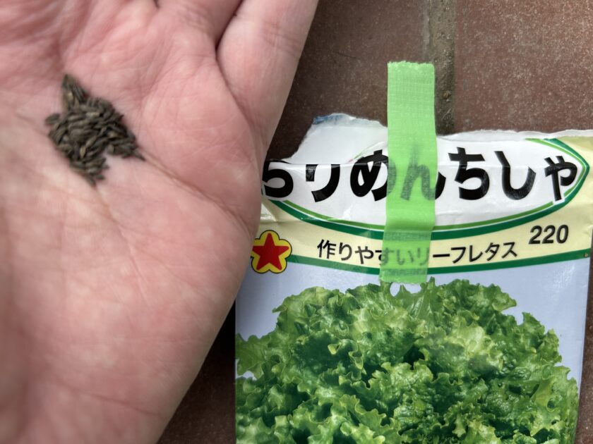 リーフレタスの種