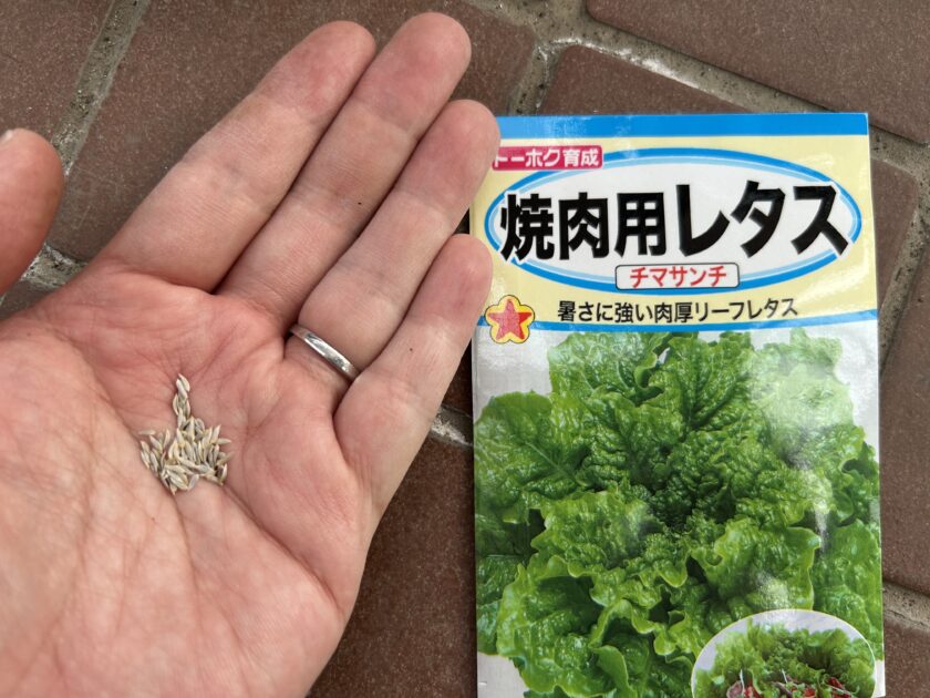 サンチュの種まき