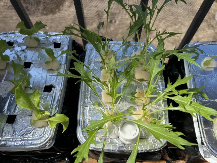 水菜の成長