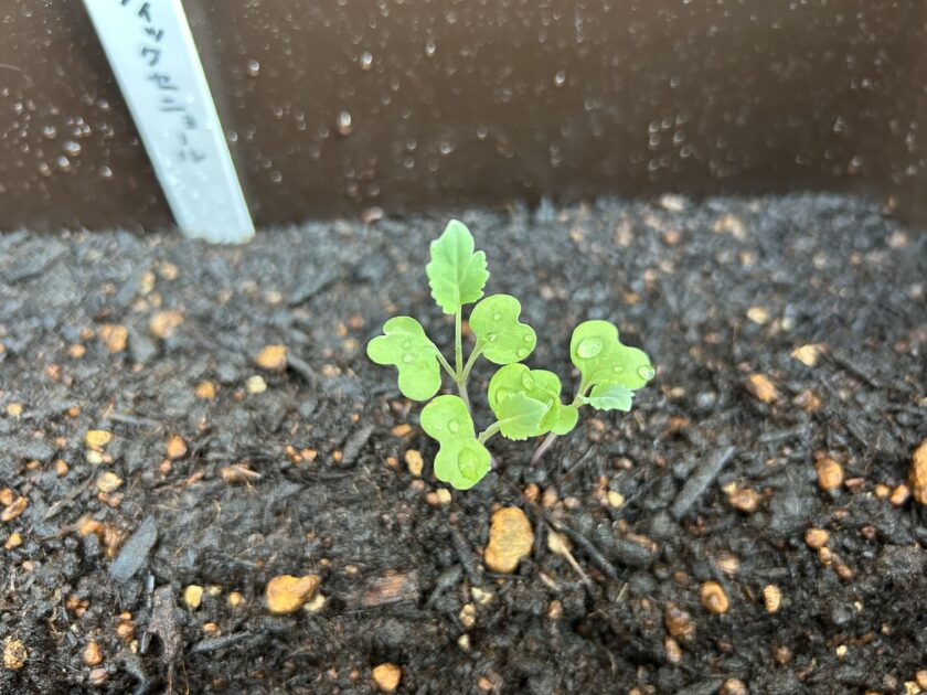 茎ブロッコリーの成長