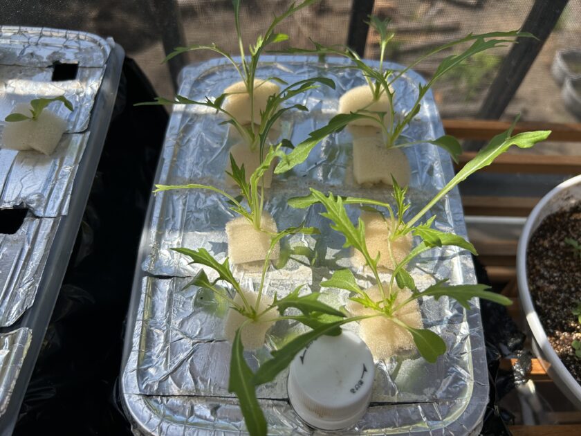 水菜の成長