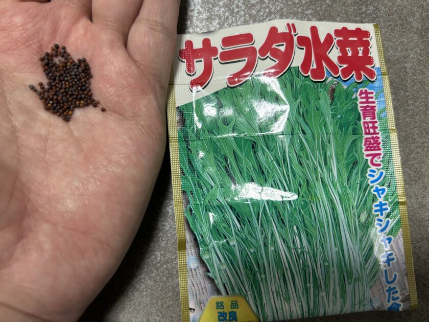 水菜の種