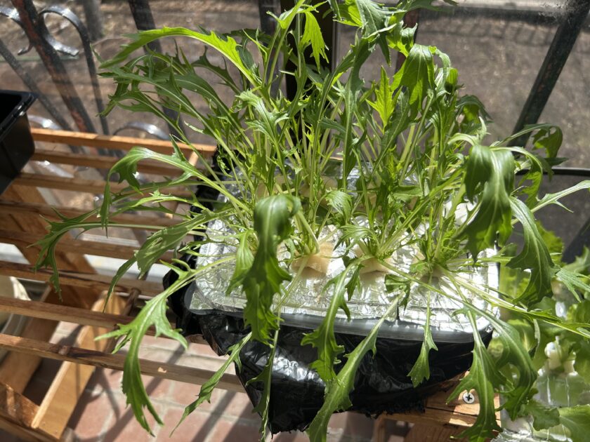 水菜の成長