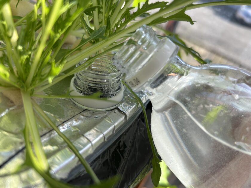 水菜の成長