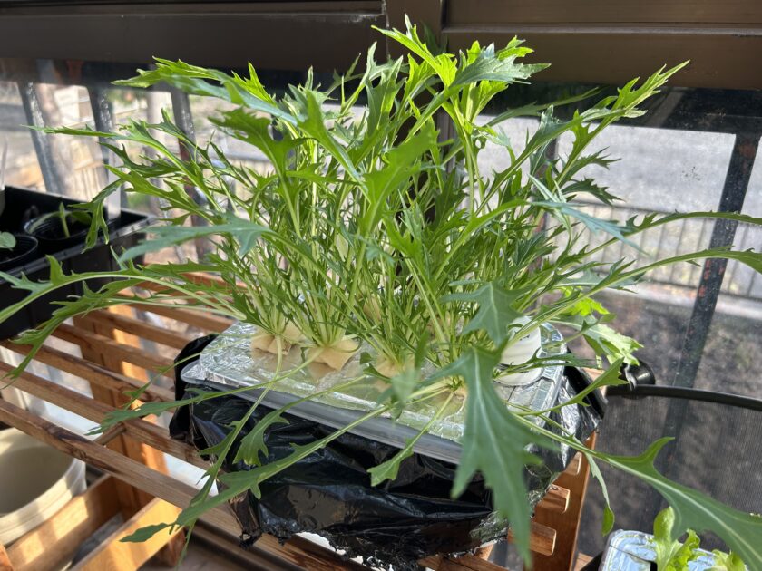水菜の成長