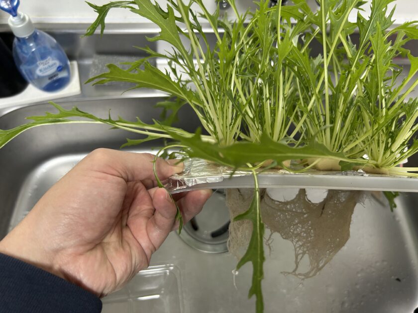 水菜の成長