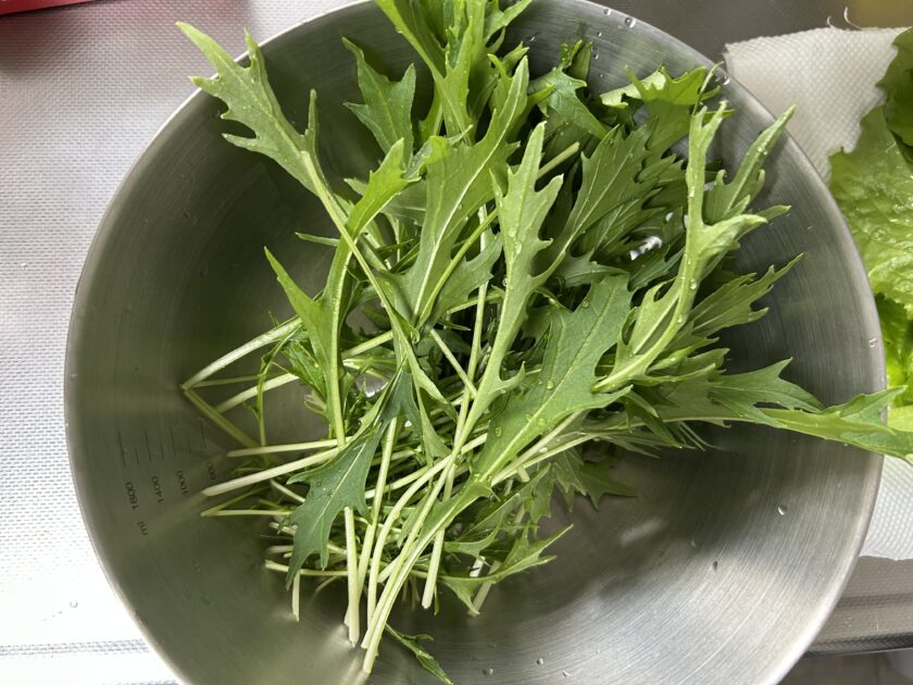 水菜の収穫