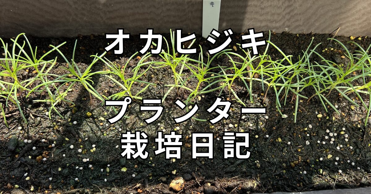 オカヒジキ　栽培日記　サムネイル