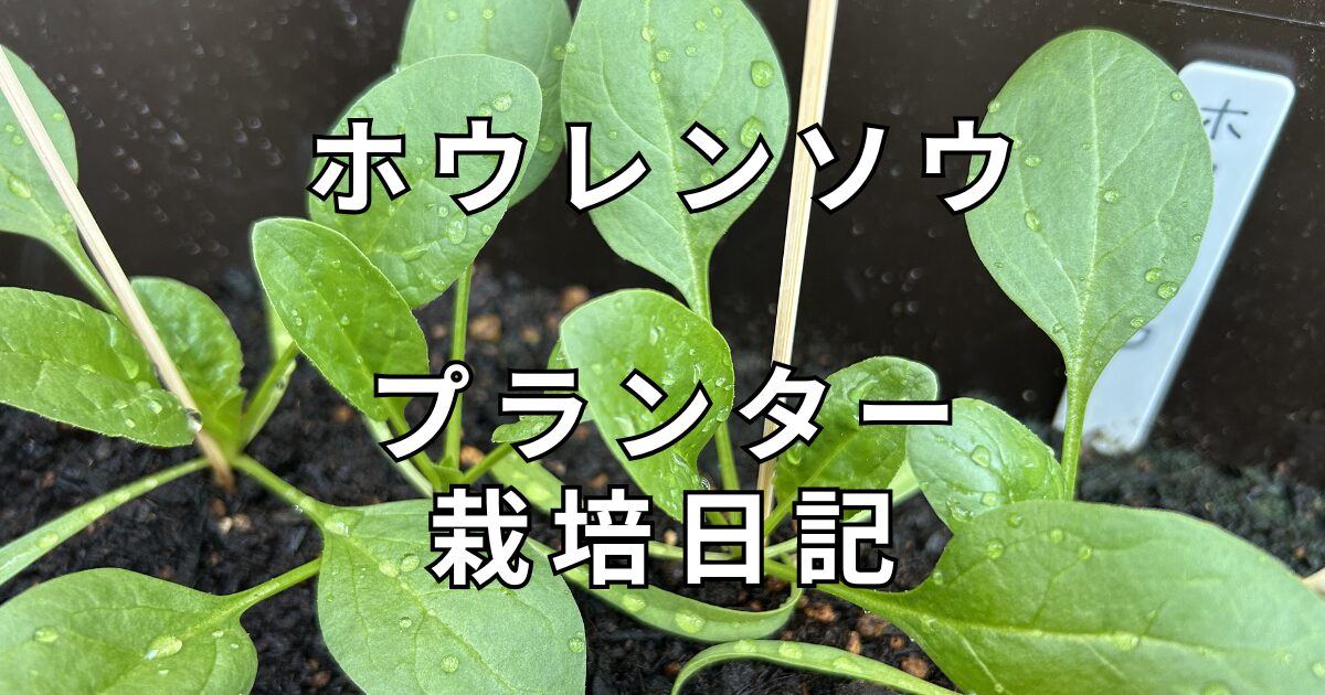 ホウレンソウ　栽培日記　サムネイル