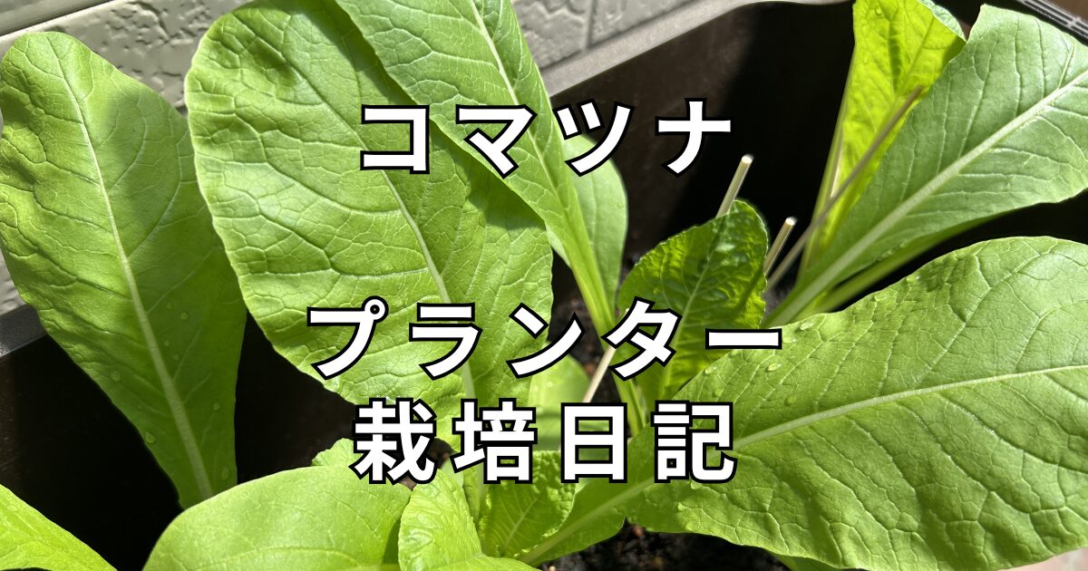 コマツナ　栽培日記　サムネイル