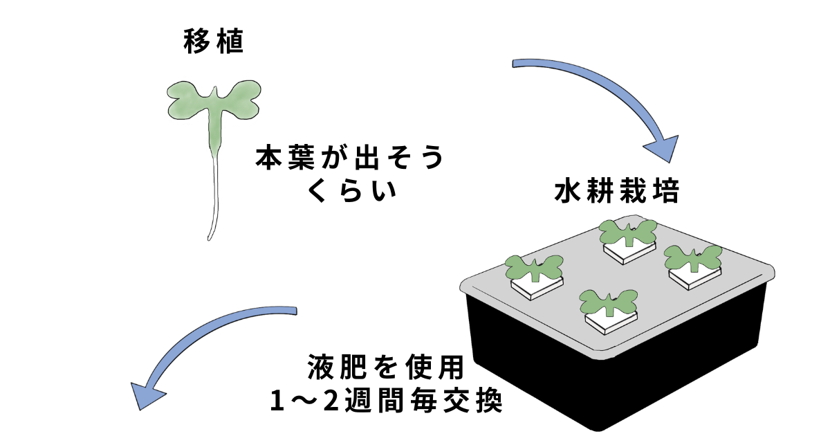 水菜の栽培方法