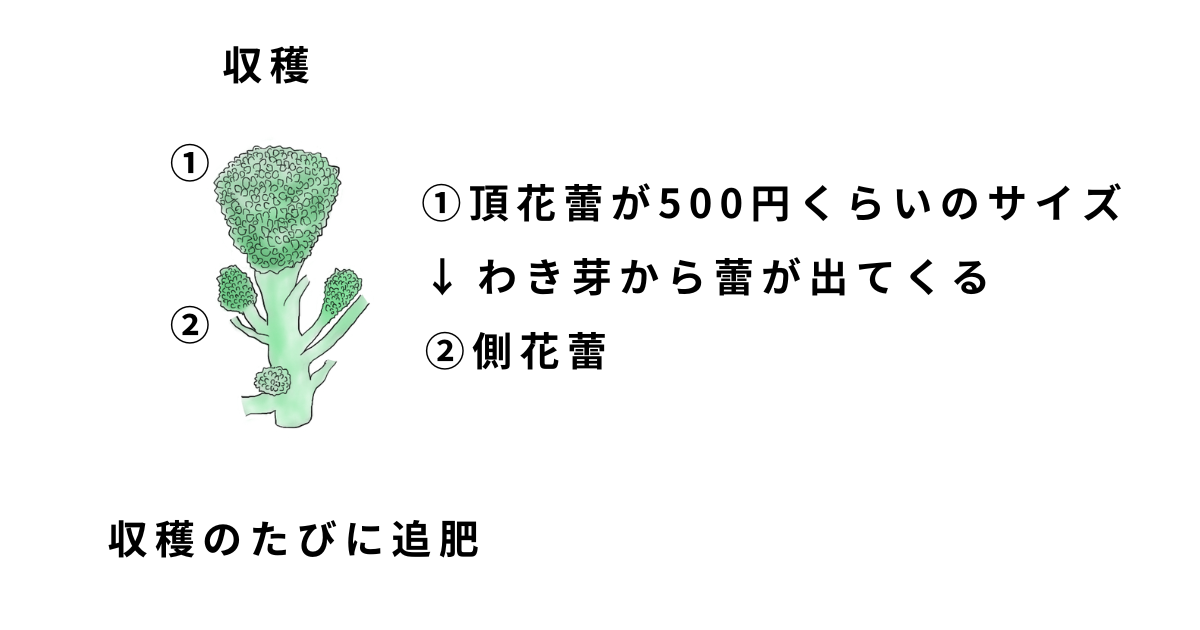 茎ブロッコリーの栽培方法