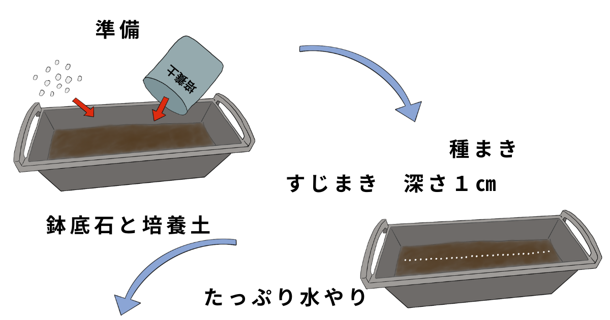 オカヒジキの栽培方法