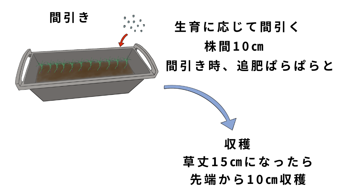 オカヒジキの栽培方法