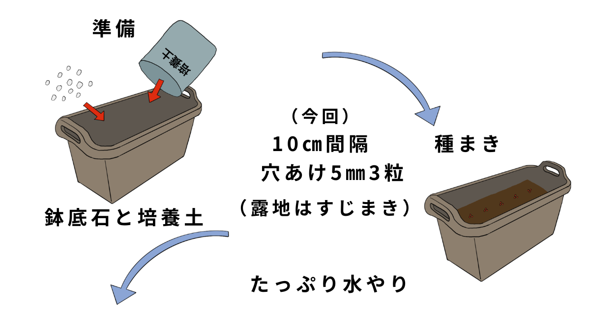 コマツナの栽培方法