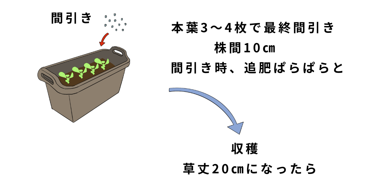 コマツナの栽培方法