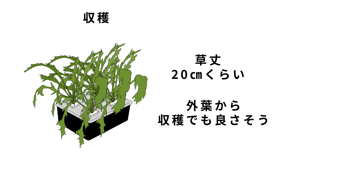 水菜の栽培方法