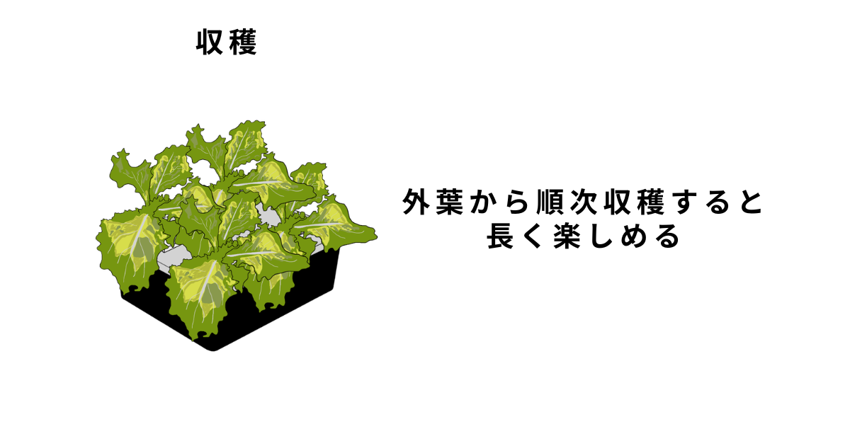 リーフレタスの栽培