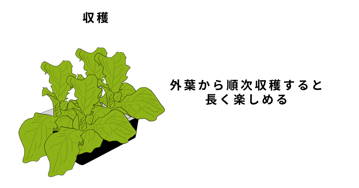 サンチュの水耕栽培