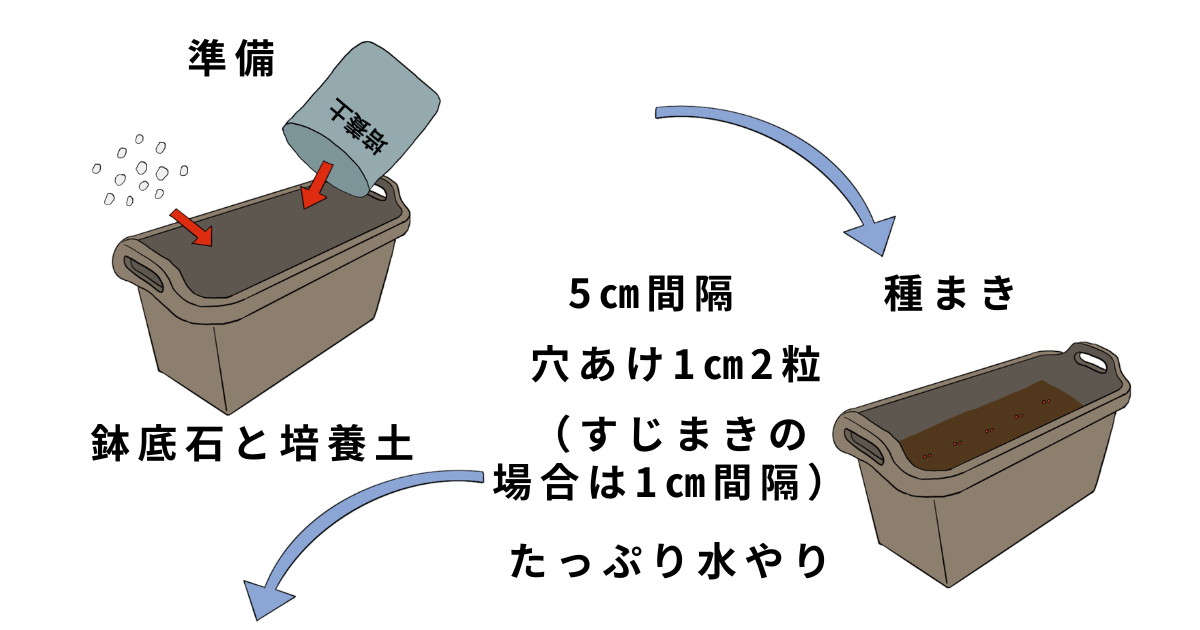 ホウレンソウの栽培方法