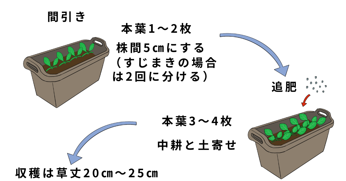 ホウレンソウの栽培方法