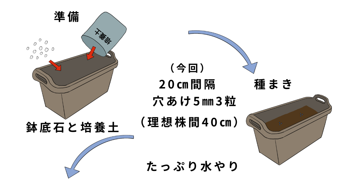 茎ブロッコリーの栽培方法