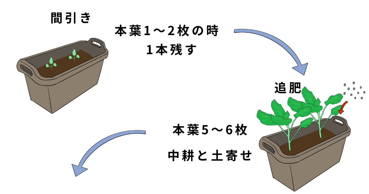 茎ブロッコリーの栽培方法